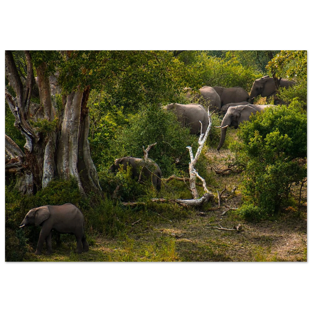 Elephant's March by Robert Moss – Fine Art Photography Print