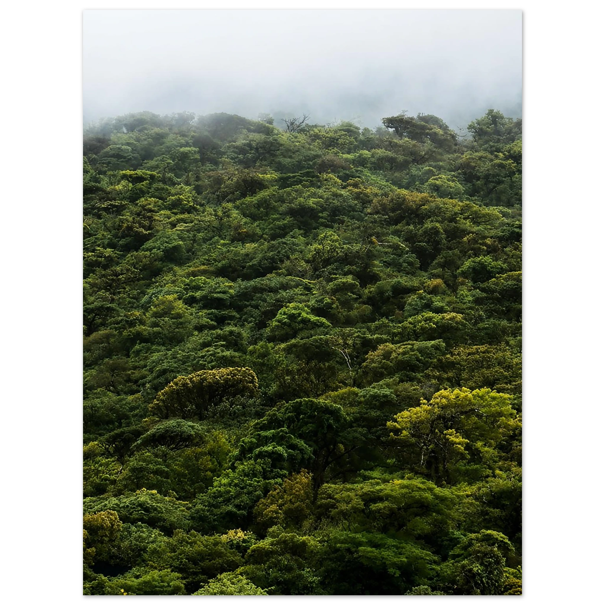 Costa Rica Rainforest Canopy Mountain Landscape by Robert Moss – Fine Art Photography Print