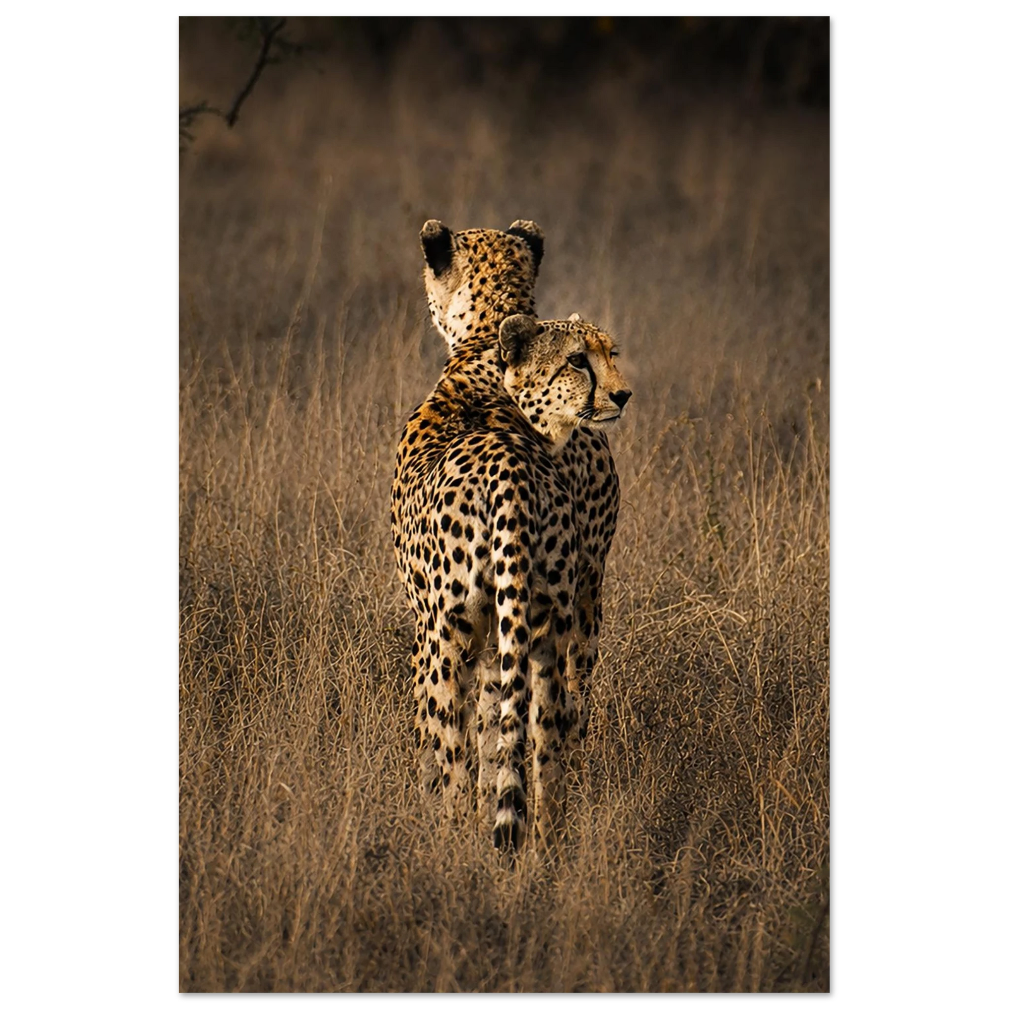 Cheetah Brother's Aluminum Print by Robert Moss – Fine Art Photography Print