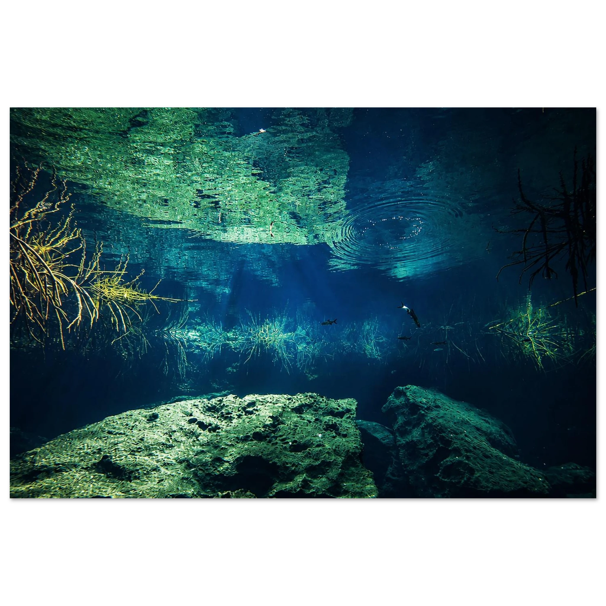Water Ripples Aluminum Wall Art - Photography by Robert Moss – Wildlife Apparel by Moss Apparel