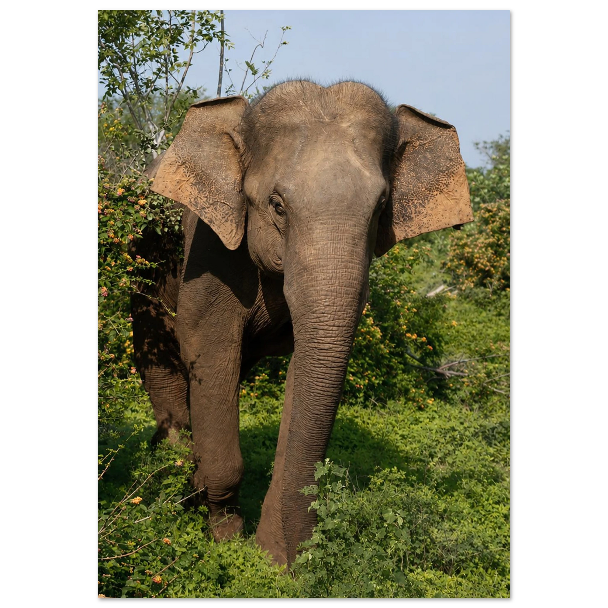 Shy Elephant in the Flowers by Robert Moss – Fine Art Photography Print
