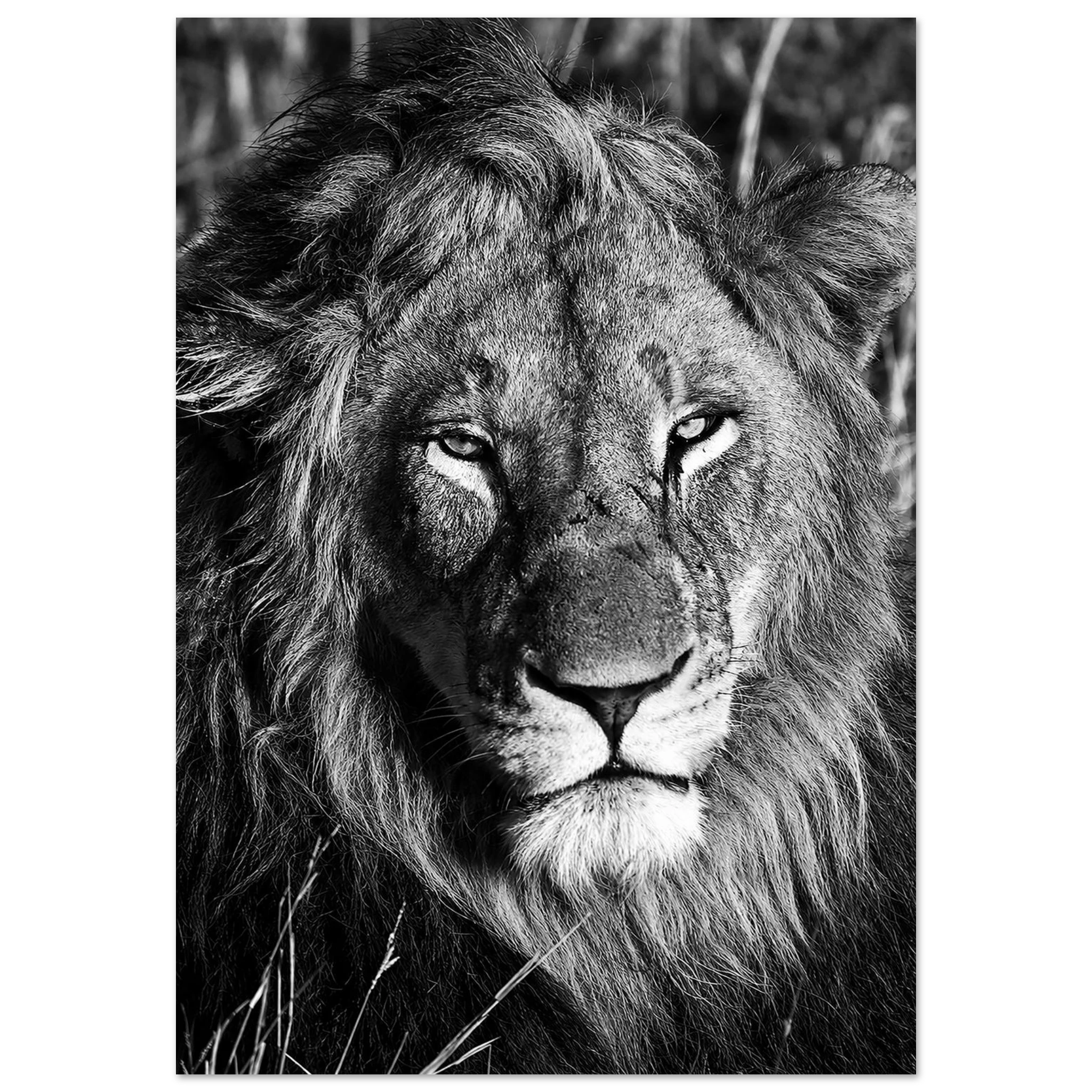 Male Lion Aluminum Wall Art – Relaxing Lion Wildlife Photography by Robert Moss