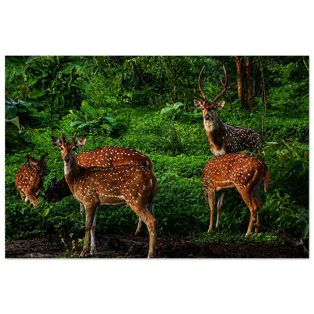 Sri Lankan Axis Deer by Robert Moss – Fine Art Photography Print