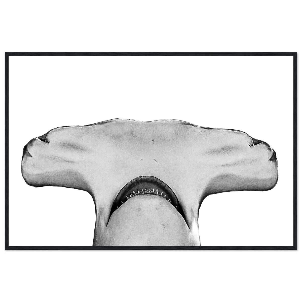 Great Hammerhead Shark by Robert Moss – Fine Art Photography Print