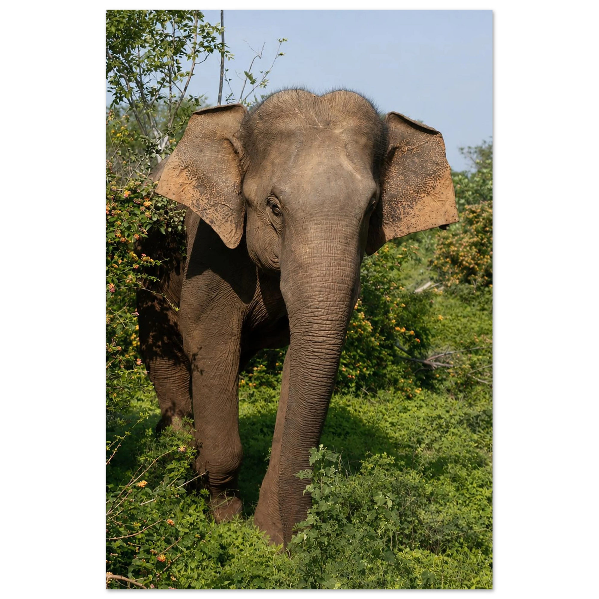 Shy Elephant in the Flowers by Robert Moss – Fine Art Photography Print