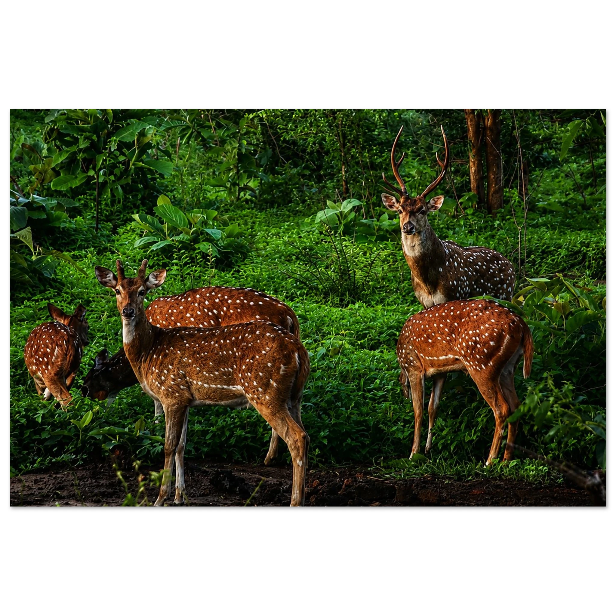 Sri Lankan Axis Deer by Robert Moss – Fine Art Photography Print
