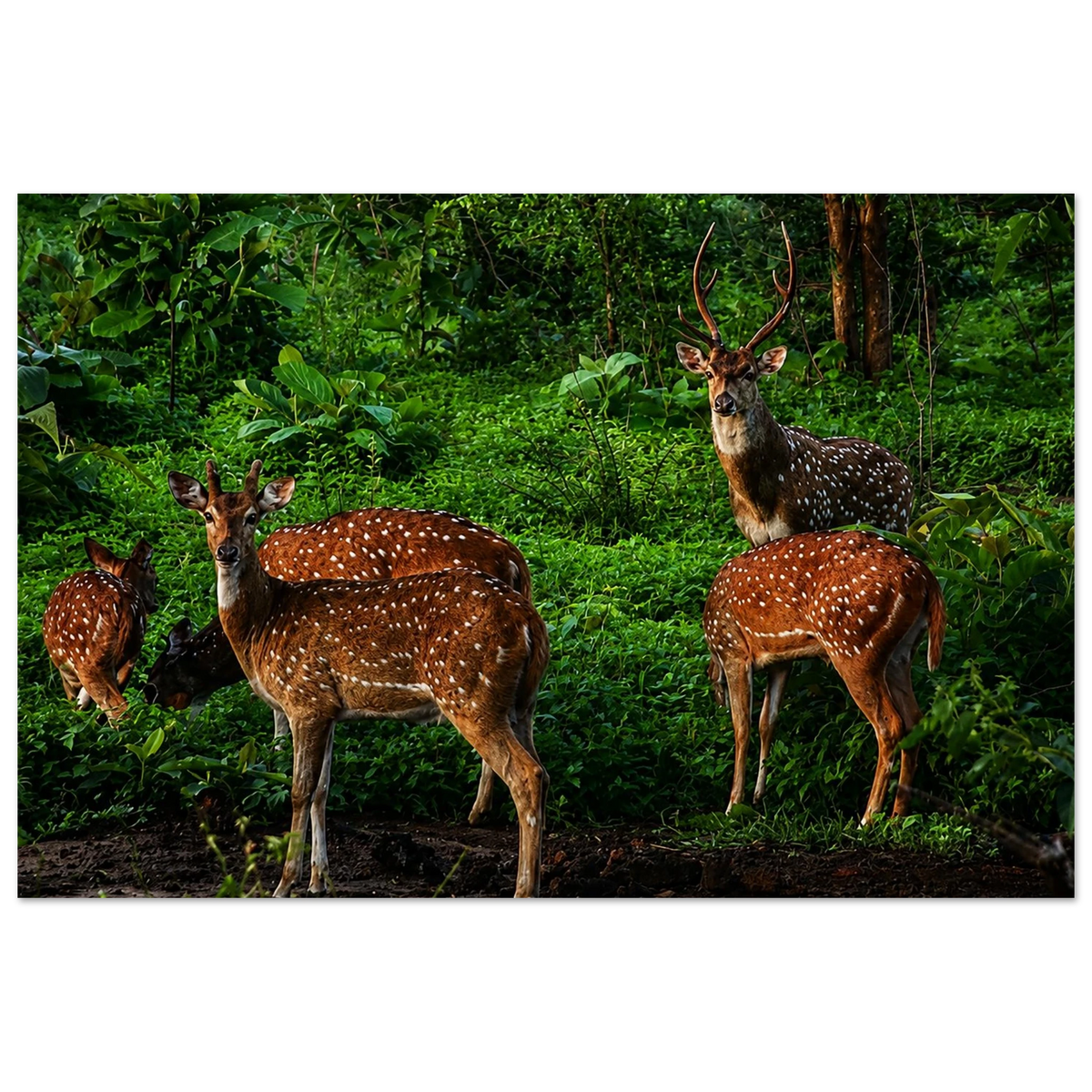 Sri Lankan Axis Deer by Robert Moss – Fine Art Photography Print