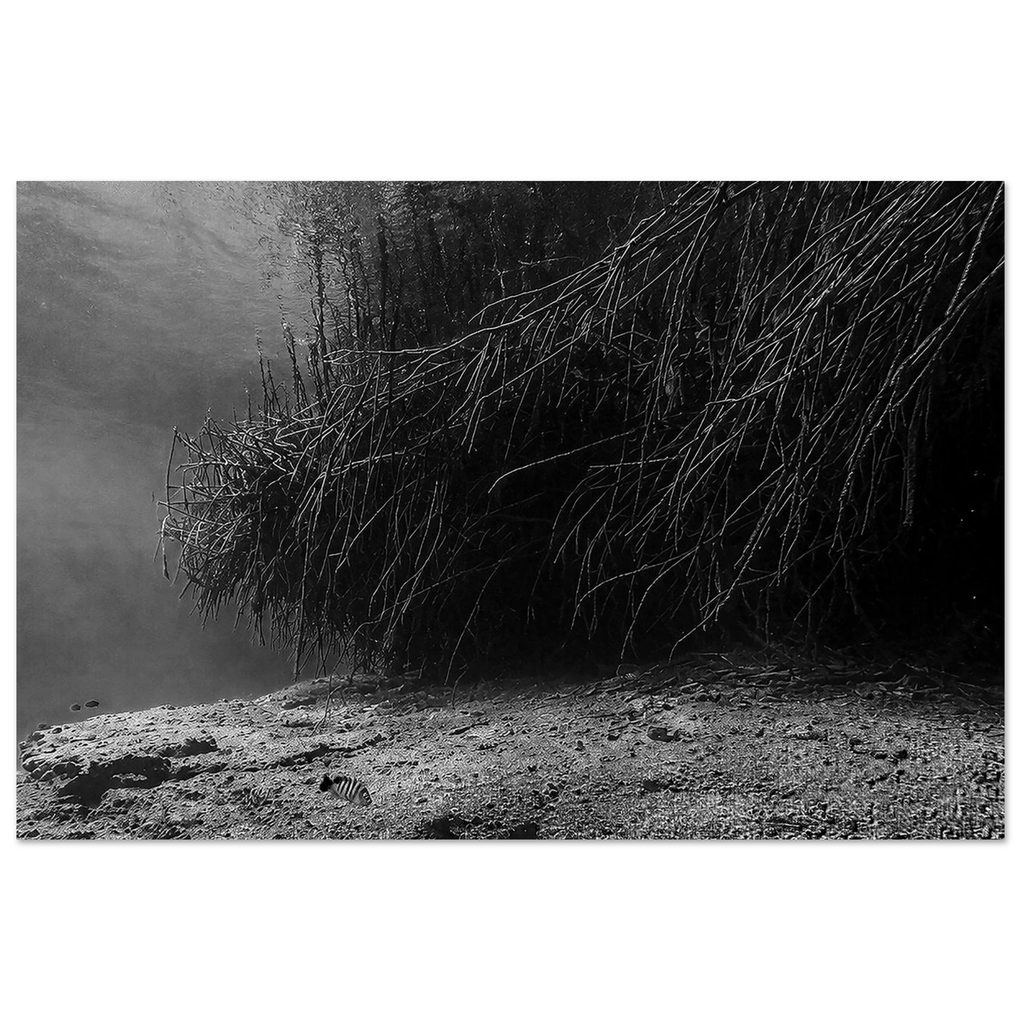Underwater World of Mangroves - Black and White Tulum Cenote Aluminum Print by Robert Moss showing intricate mangrove root structures.