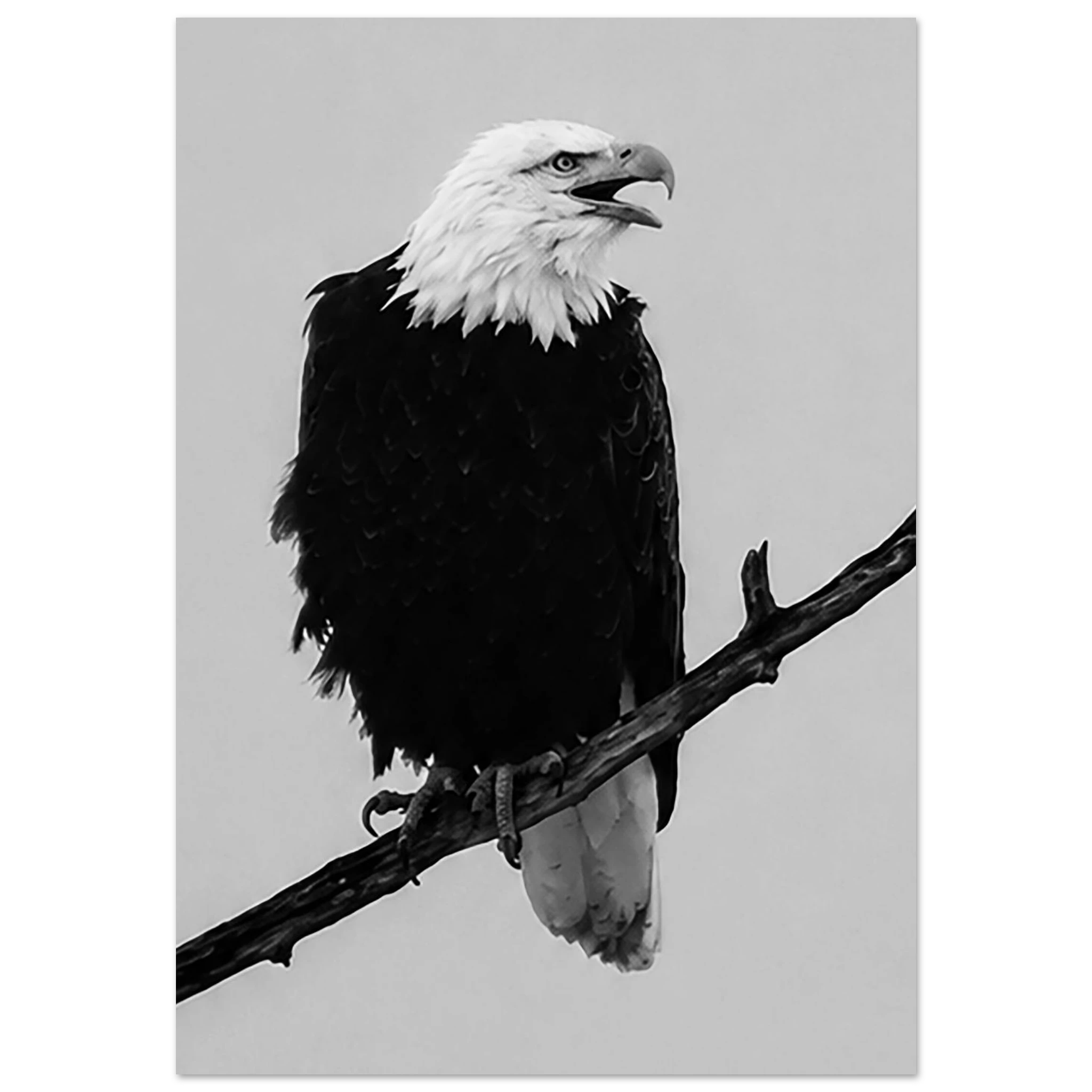 Bald Eagle's Call by Robert Moss – Fine Art Photography Print